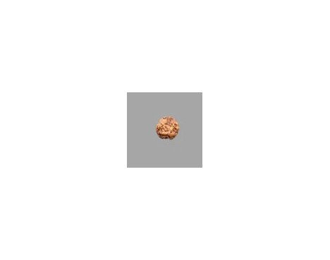 3 Mukhi Rudraksha- 1.207 g.