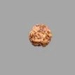 3 Mukhi Rudraksha- 1.207 g.
