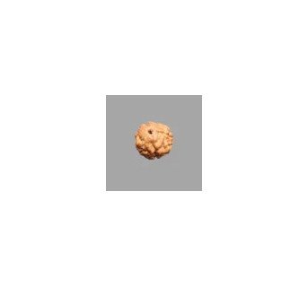 3 Mukhi Rudraksha