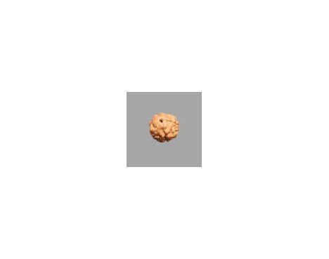 3 Mukhi Rudraksha