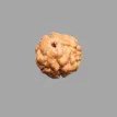 3 Mukhi Rudraksha- 1.357 g.
