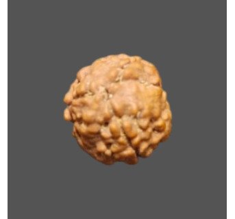 3 Mukhi Rudraksha- 1.357 g.