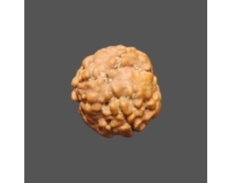 3 Mukhi Rudraksha- 1.357 g.