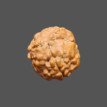 3 Mukhi Rudraksha- 1.357 g.