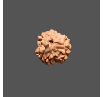 3 Mukhi Rudraksha