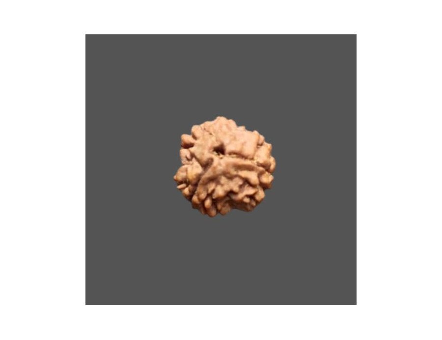 3 Mukhi Rudraksha- 1.211 g.