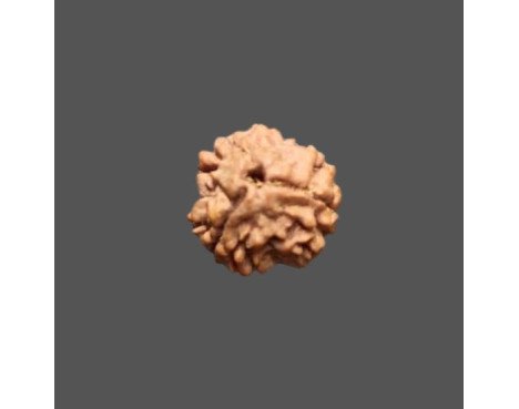 3 Mukhi Rudraksha