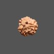 3 Mukhi Rudraksha- 1.211 g.