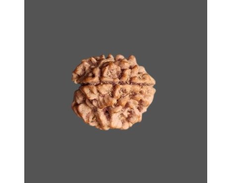 3 Mukhi Rudraksha- 1.211 g.