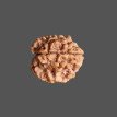 3 Mukhi Rudraksha- 1.211 g.