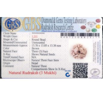 3 Mukhi Rudraksha