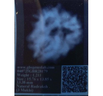 3 Mukhi Rudraksha
