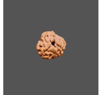 3 Mukhi Rudraksha