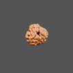 3 Mukhi Rudraksha- 1.354 g. 3 Mukhi Rudraksha- 1.354 g.