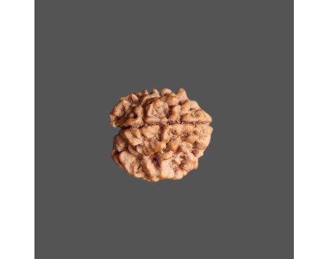 3 Mukhi Rudraksha- 1.354 g.