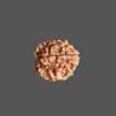3 Mukhi Rudraksha- 1.354 g. 3 Mukhi Rudraksha- 1.354 g.