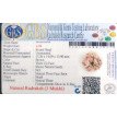 3 Mukhi Rudraksha- 1.354 g. 3 Mukhi Rudraksha- 1.354 g.