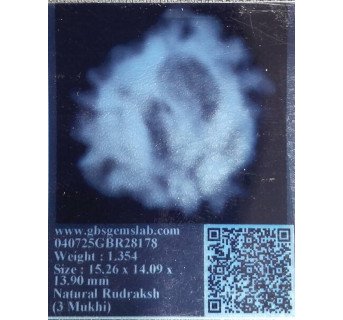 3 Mukhi Rudraksha