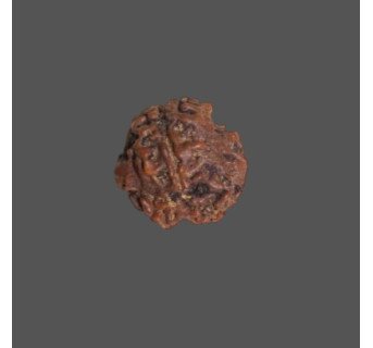 3 Mukhi Rudraksha- 1.524 g.