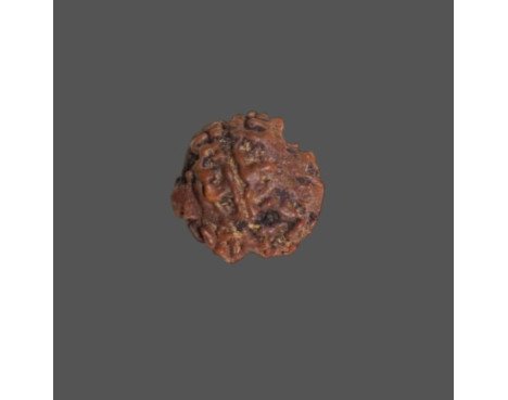 3 Mukhi Rudraksha- 1.524 g.