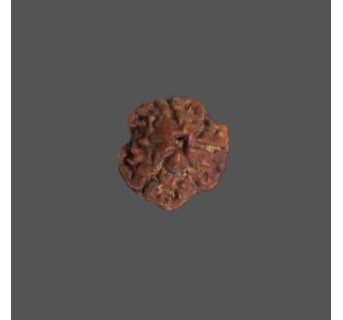 3 Mukhi Rudraksha