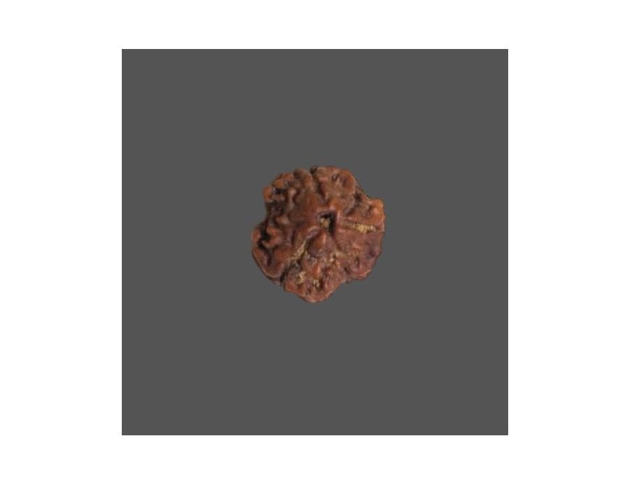3 Mukhi Rudraksha- 1.524 g.