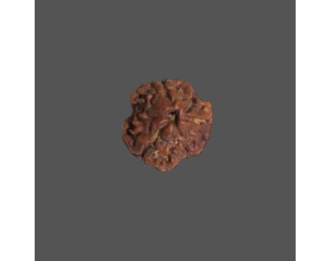 3 Mukhi Rudraksha