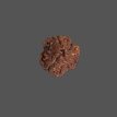 3 Mukhi Rudraksha- 1.524 g.