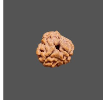 3 Mukhi Rudraksha