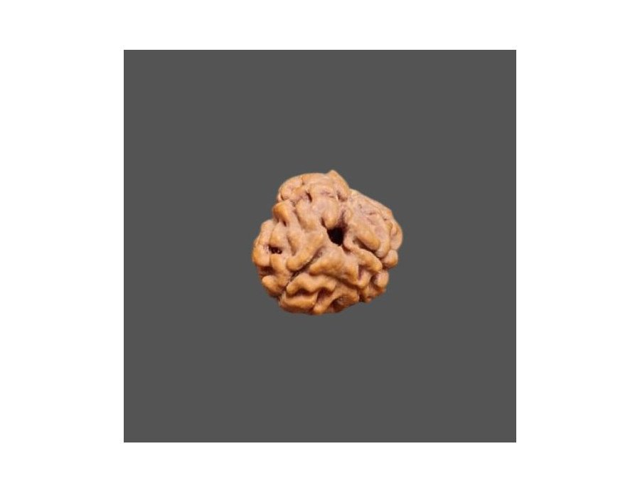 3 Mukhi Rudraksha- 1.584 g.