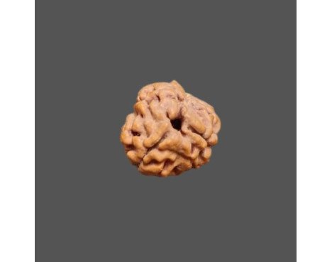 3 Mukhi Rudraksha