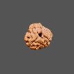 3 Mukhi Rudraksha- 1.584 g.