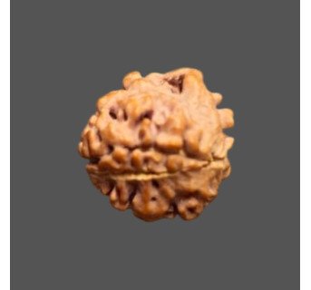 3 Mukhi Rudraksha- 1.584 g.