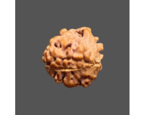 3 Mukhi Rudraksha- 1.584 g.