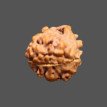 3 Mukhi Rudraksha- 1.584 g.