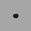 2 Mukhi Rudraksha- 1.316 g.