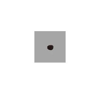 2 Mukhi Rudraksha- 1.316 g.