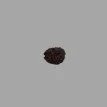 2 Mukhi Rudraksha- 1.316 g.