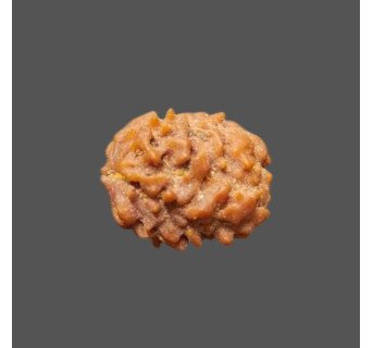 2 Mukhi Rudraksha