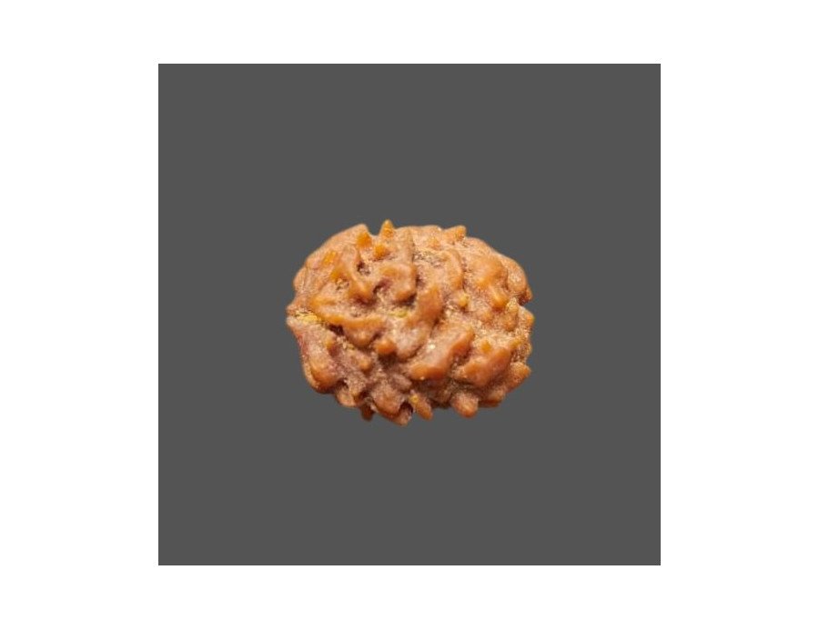 2 Mukhi Rudraksha- 1.149 g.
