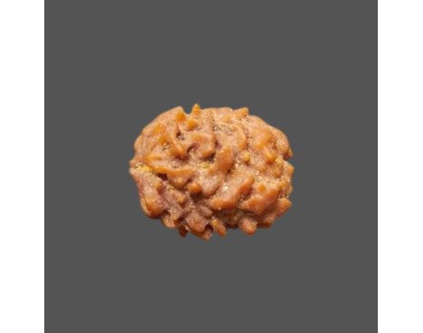 2 Mukhi Rudraksha
