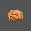 2 Mukhi Rudraksha- 1.149 g.