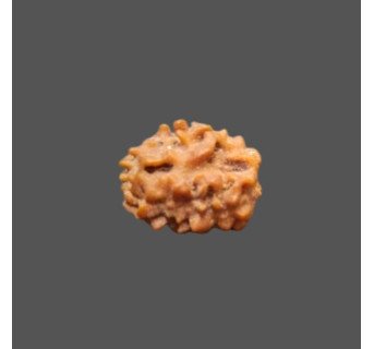 2 Mukhi Rudraksha- 1.149 g.