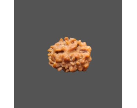 2 Mukhi Rudraksha- 1.149 g.