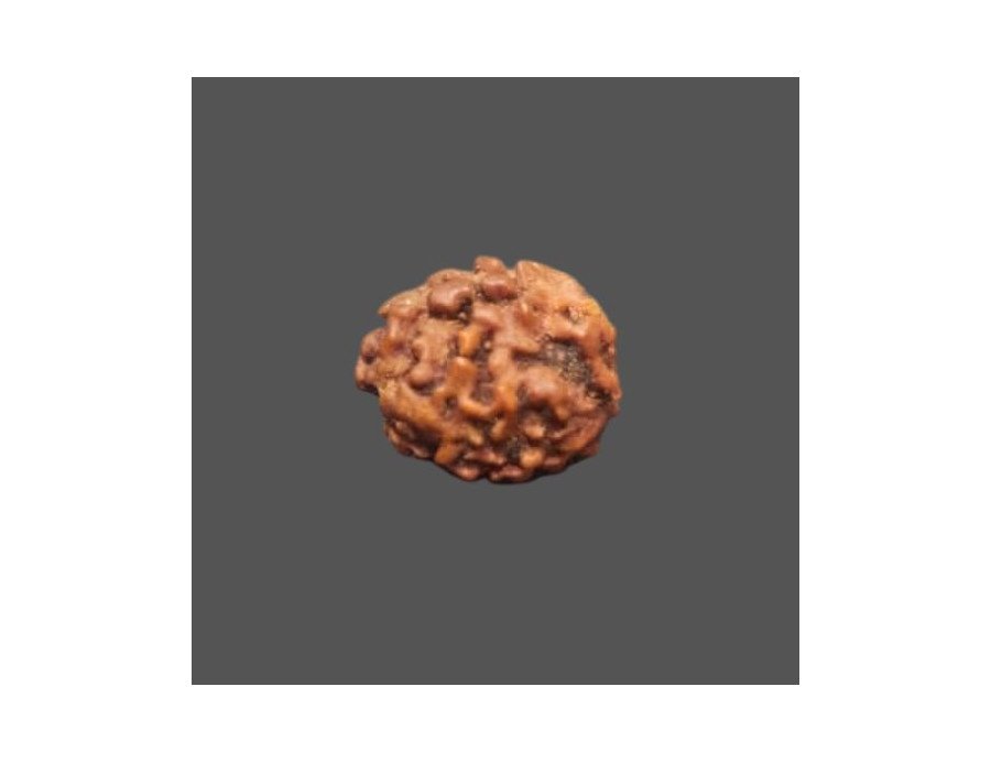 2 Mukhi Rudraksha- 1.305 g. 2 Mukhi Rudraksha- 1.305 g.
