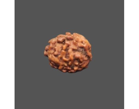 2 Mukhi Rudraksha