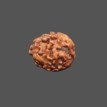 2 Mukhi Rudraksha- 1.305 g. 2 Mukhi Rudraksha- 1.305 g.