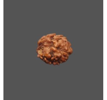 2 Mukhi Rudraksha- 1.305 g.