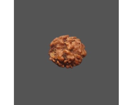 2 Mukhi Rudraksha- 1.305 g.