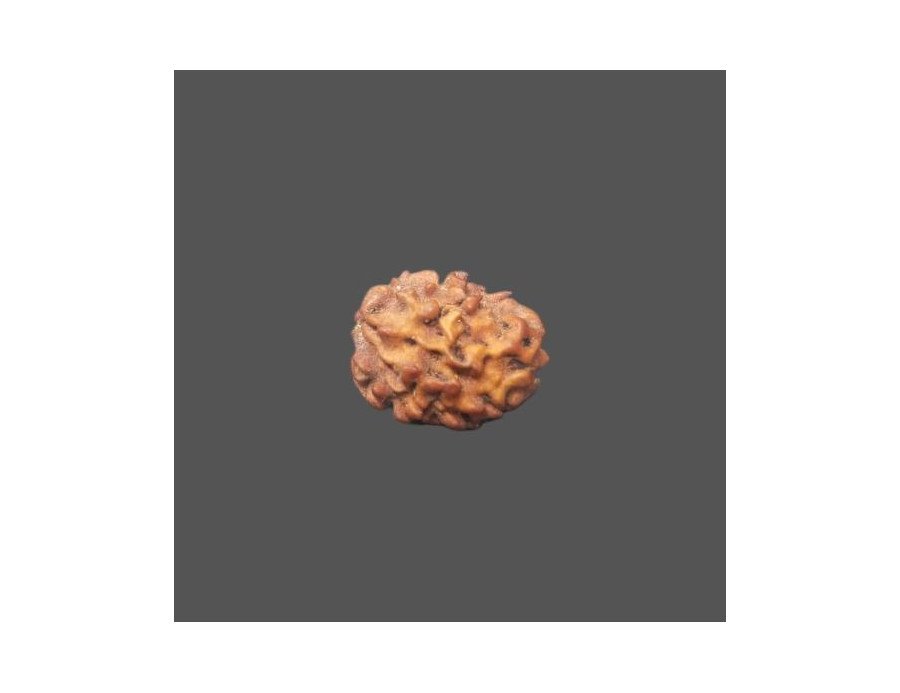 2 Mukhi Rudraksha- 1.339 g.